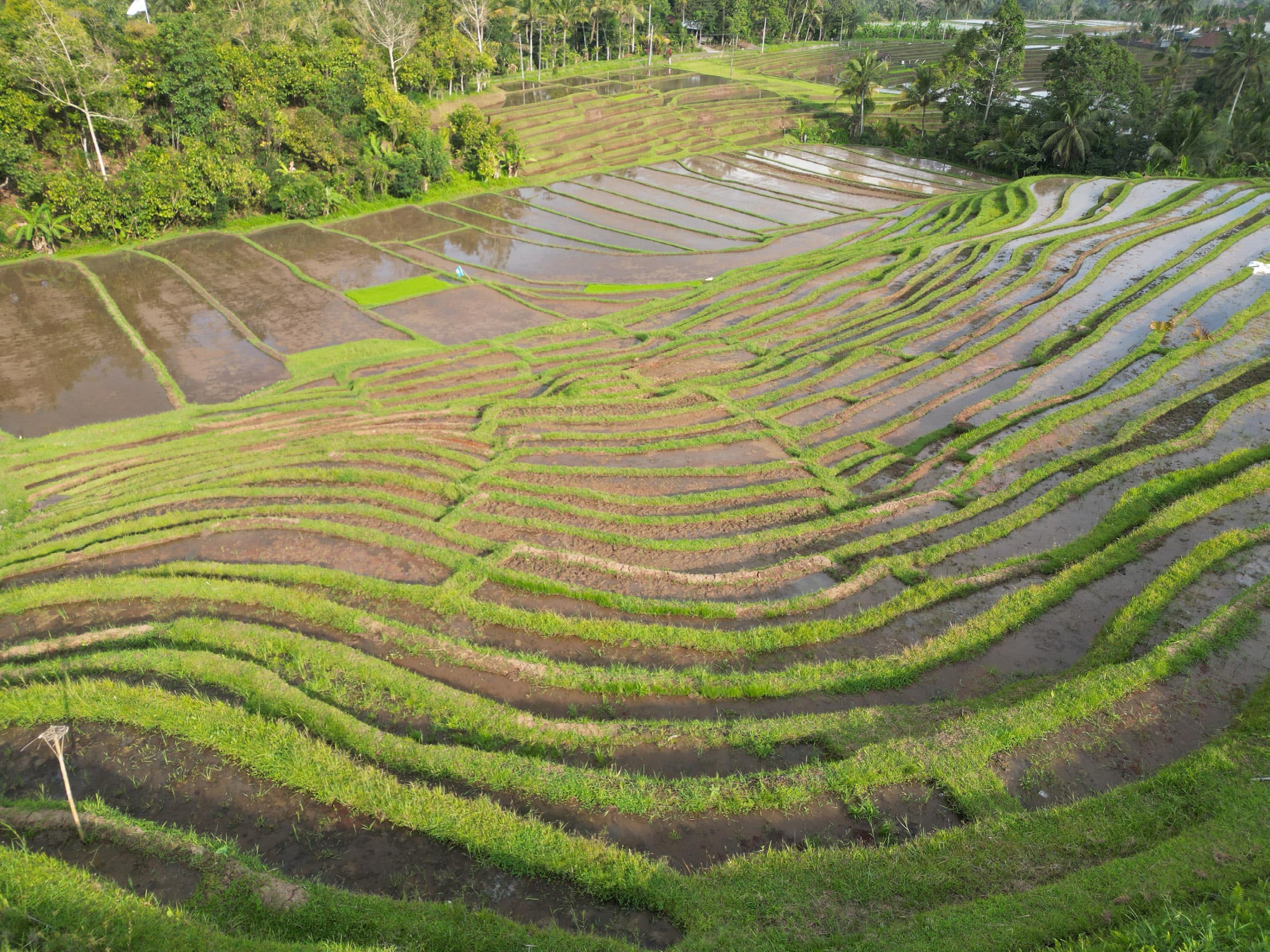 Aerial view of terraced rice paddies cultivated on standing water in Vietnam